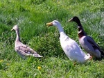 Tierische Schneckenbekämpfung