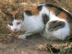 Hatschi! Katzen mit Schnupfen