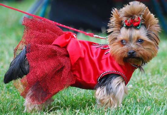 Hunde in Kleidern